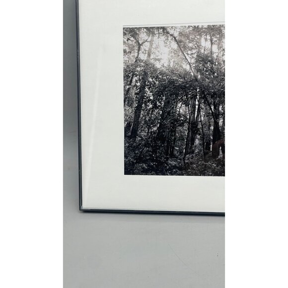 Black & White Forest Photography Print In Black Frame 14x11" READ - Picture 6 of 8